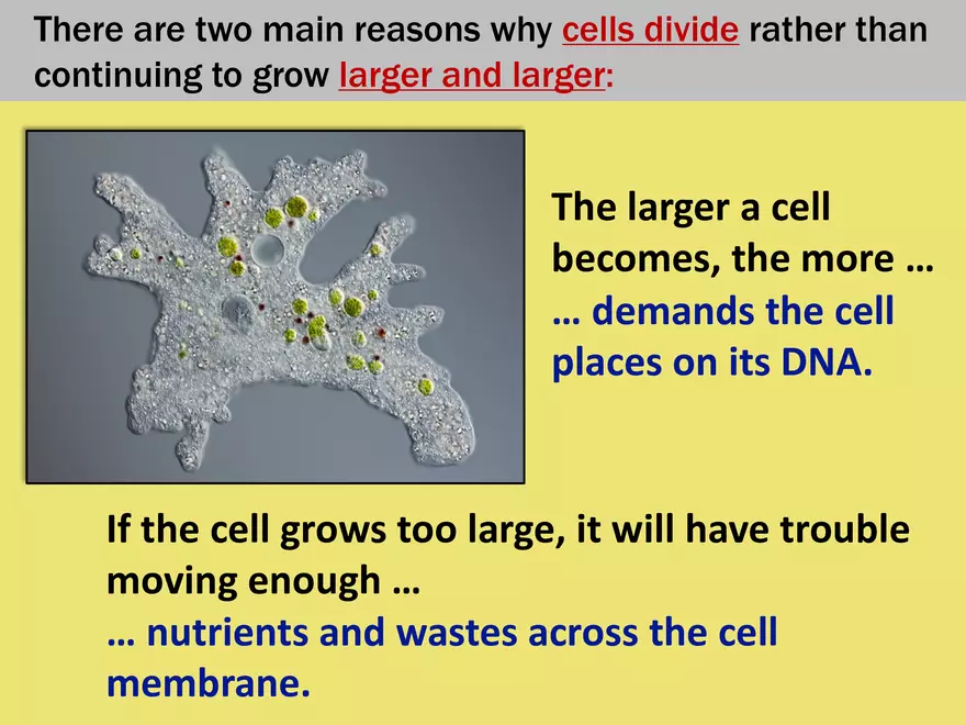 Limits to Cell Growth - Page 3