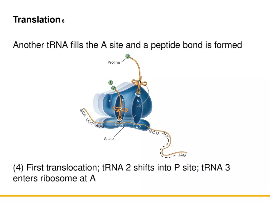 An Introduction to Microbial Genetics Lecture Part 6 - Page 7