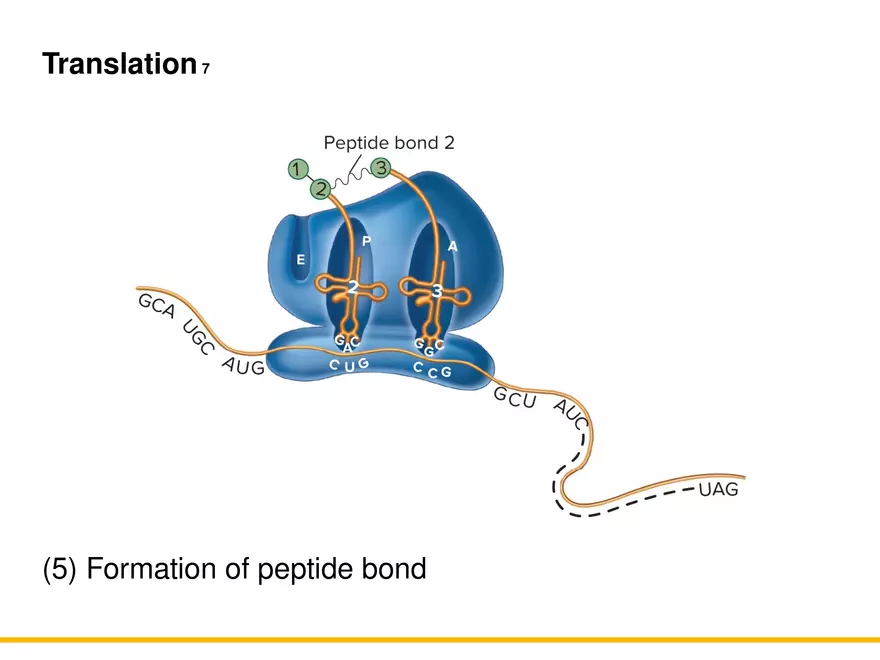 An Introduction to Microbial Genetics Lecture Part 6 - Page 8