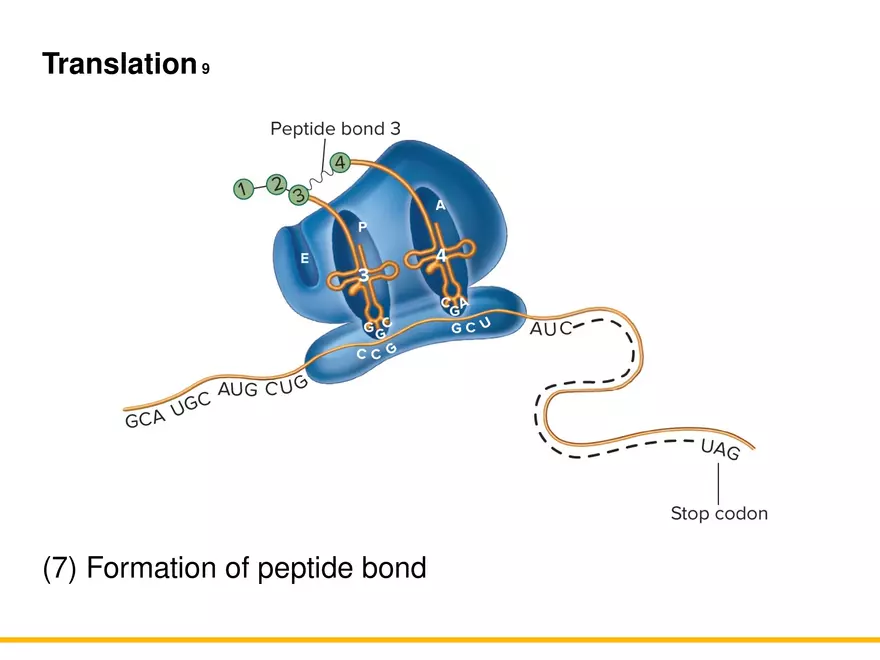 An Introduction to Microbial Genetics Lecture Part 6 - Page 10