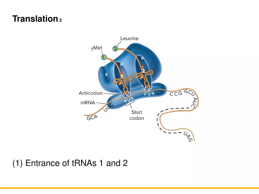 An Introduction to Microbial Genetics Lecture Part 6 - Page 3