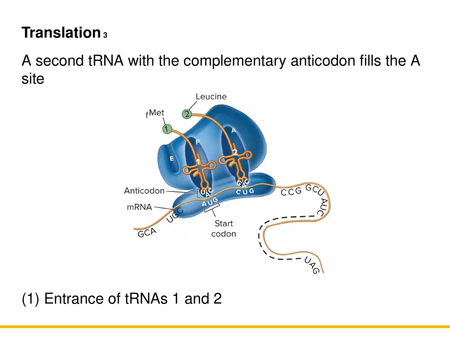 An Introduction to Microbial Genetics Lecture Part 6 - Page 4