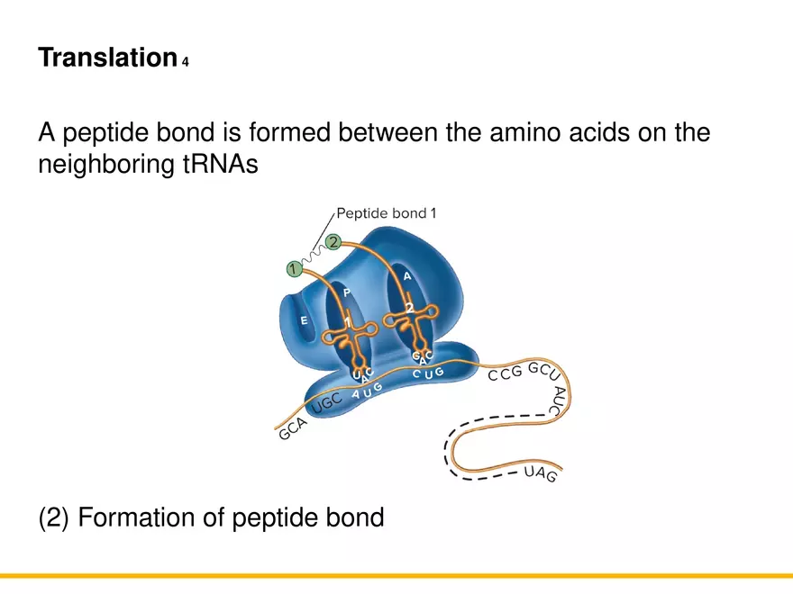 An Introduction to Microbial Genetics Lecture Part 6 - Page 5