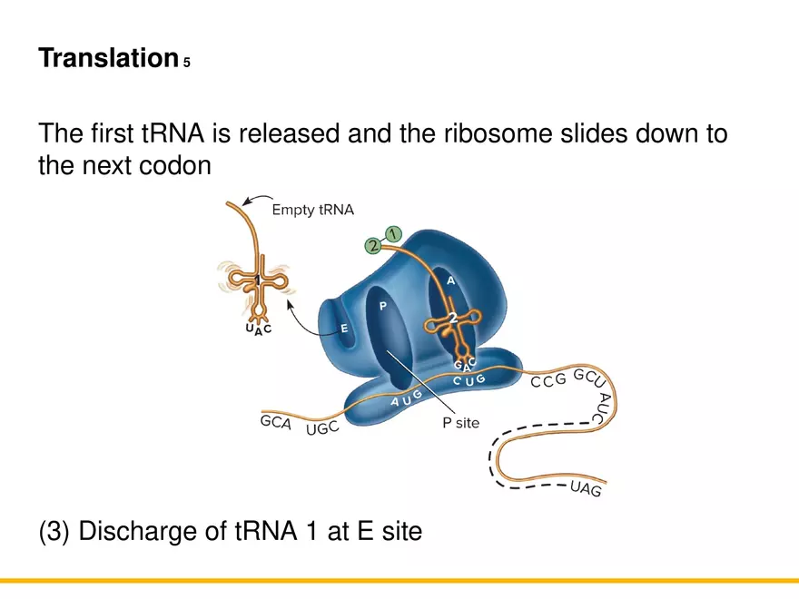 An Introduction to Microbial Genetics Lecture Part 6 - Page 6