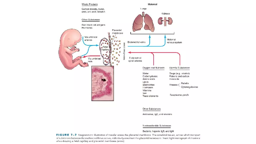 Placenta, Extraembryonic Membranes, and Multiple Pregnancies Part 4 - Page 2
