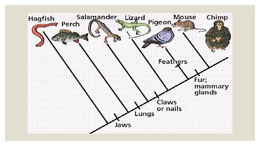Vertebrates - Page 10