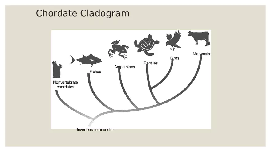 Vertebrates - Page 11