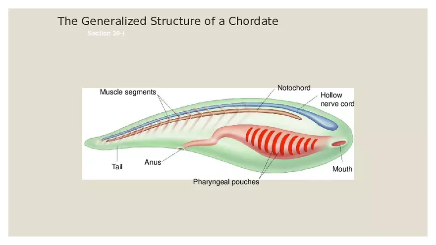 Vertebrates - Page 12