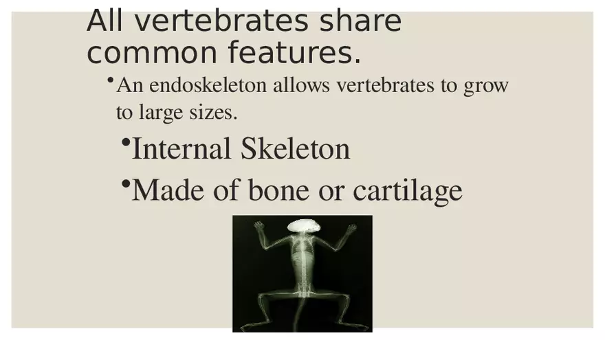 Vertebrates - Page 13