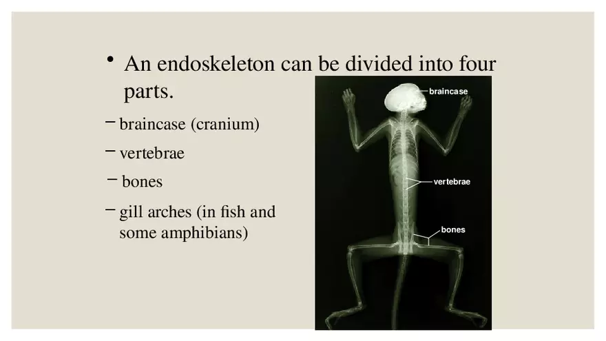 Vertebrates - Page 3