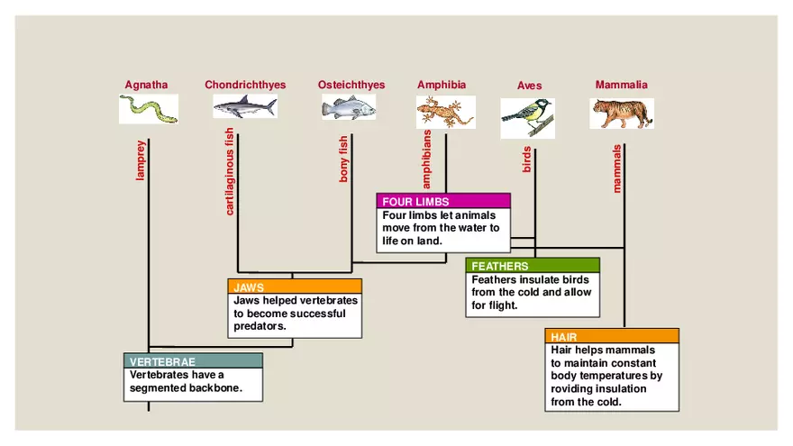 Vertebrates - Page 5