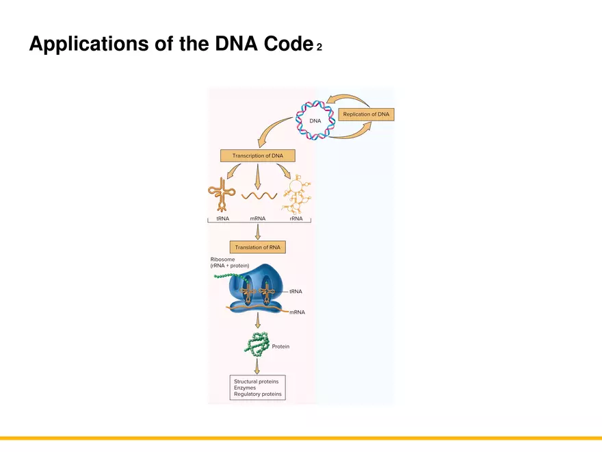 An Introduction to Microbial Genetics Lecture Part 4 - Page 4