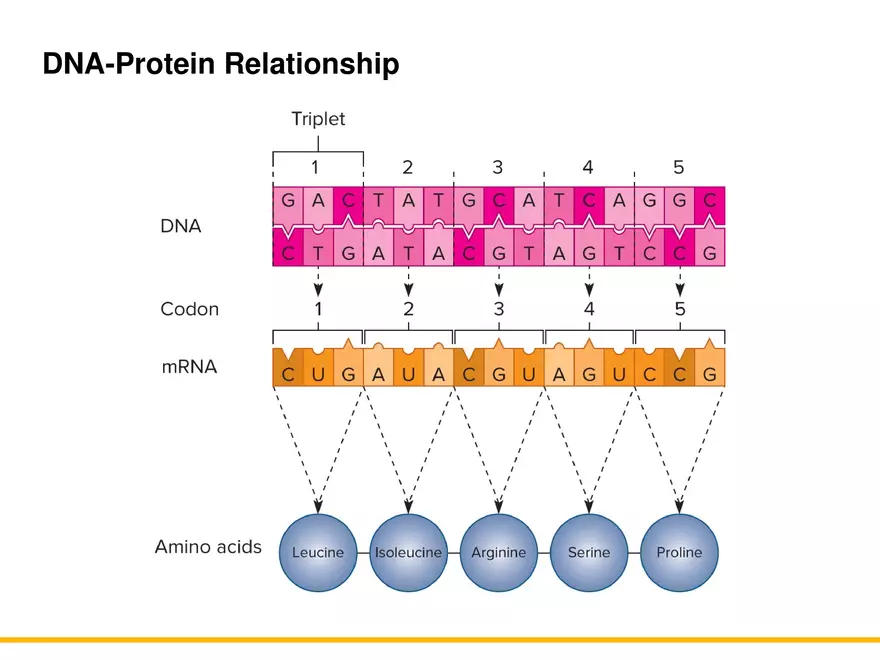 An Introduction to Microbial Genetics Lecture Part 4 - Page 6