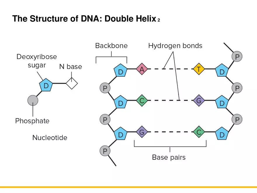 An Introduction to Microbial Genetics Lecture Part 2 - Page 2
