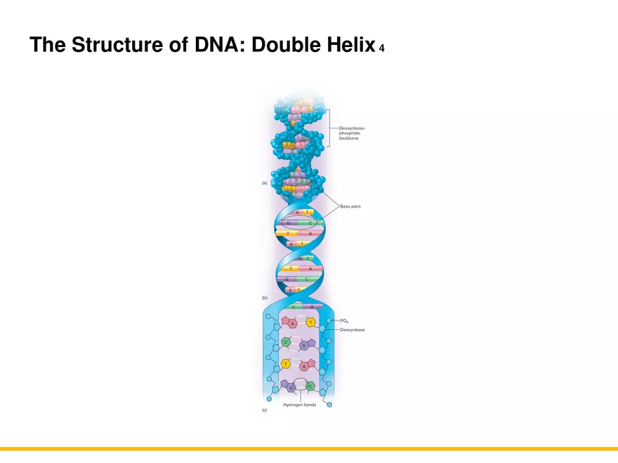 An Introduction to Microbial Genetics Lecture Part 2 - Page 4