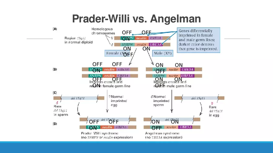 Summary of Aneuploidies Part 1 - Page 3
