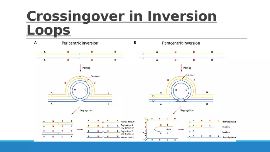 Summary of Aneuploidies Part 1 - Page 5