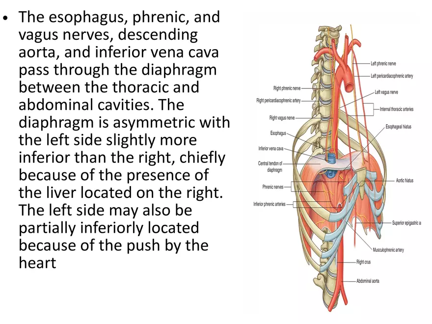 The Thoracic Diaphragm Structure and Function in Respiration - Page 3
