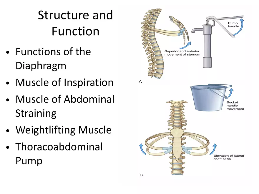 The Thoracic Diaphragm Structure and Function in Respiration - Page 4