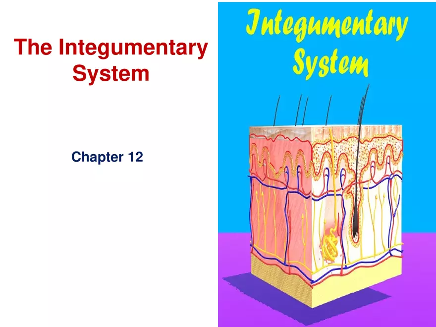 The Integumentary System Lecture - Page 1
