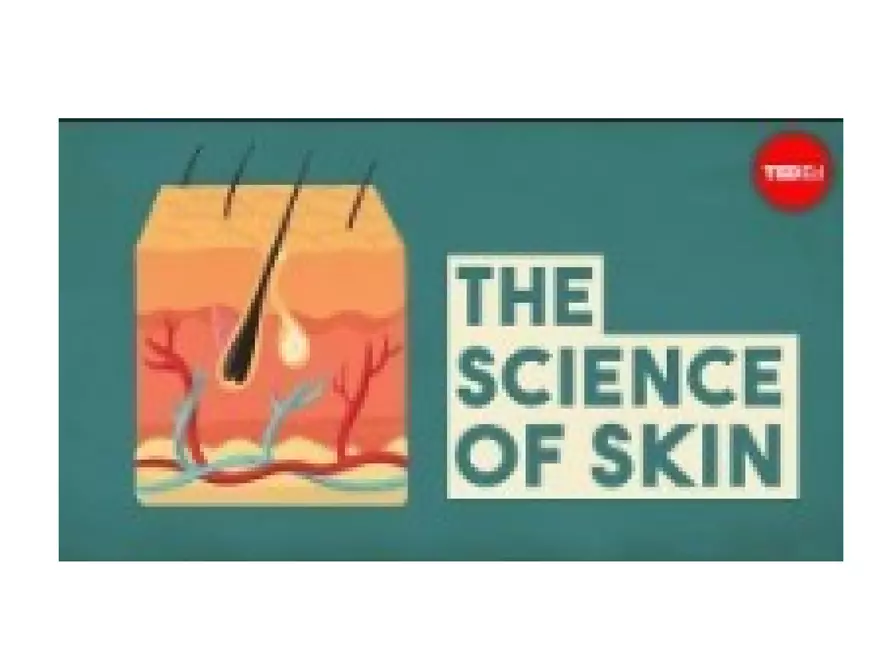 The Integumentary System Lecture - Page 4