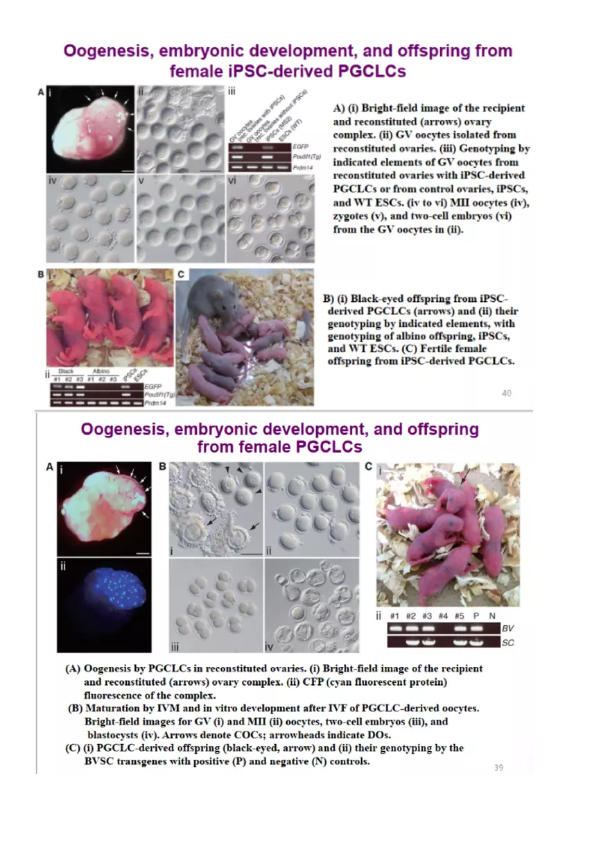 Final Stem Cell - Page 9