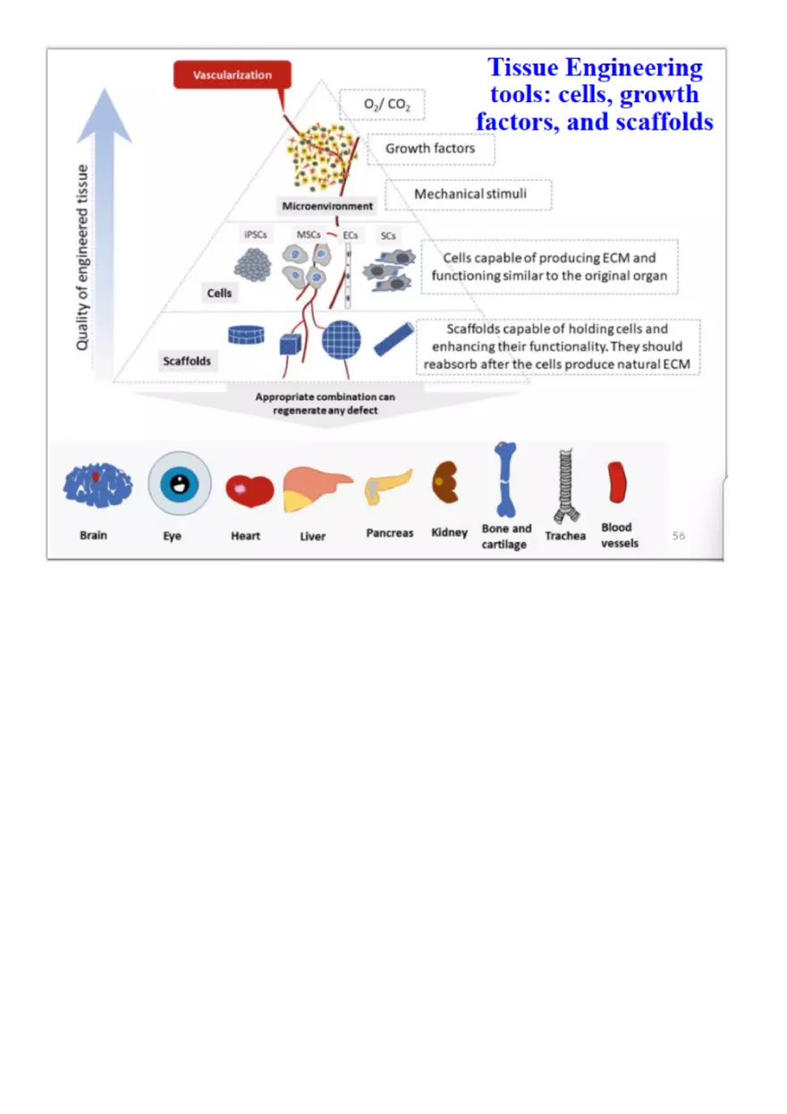 Final Stem Cell - Page 17