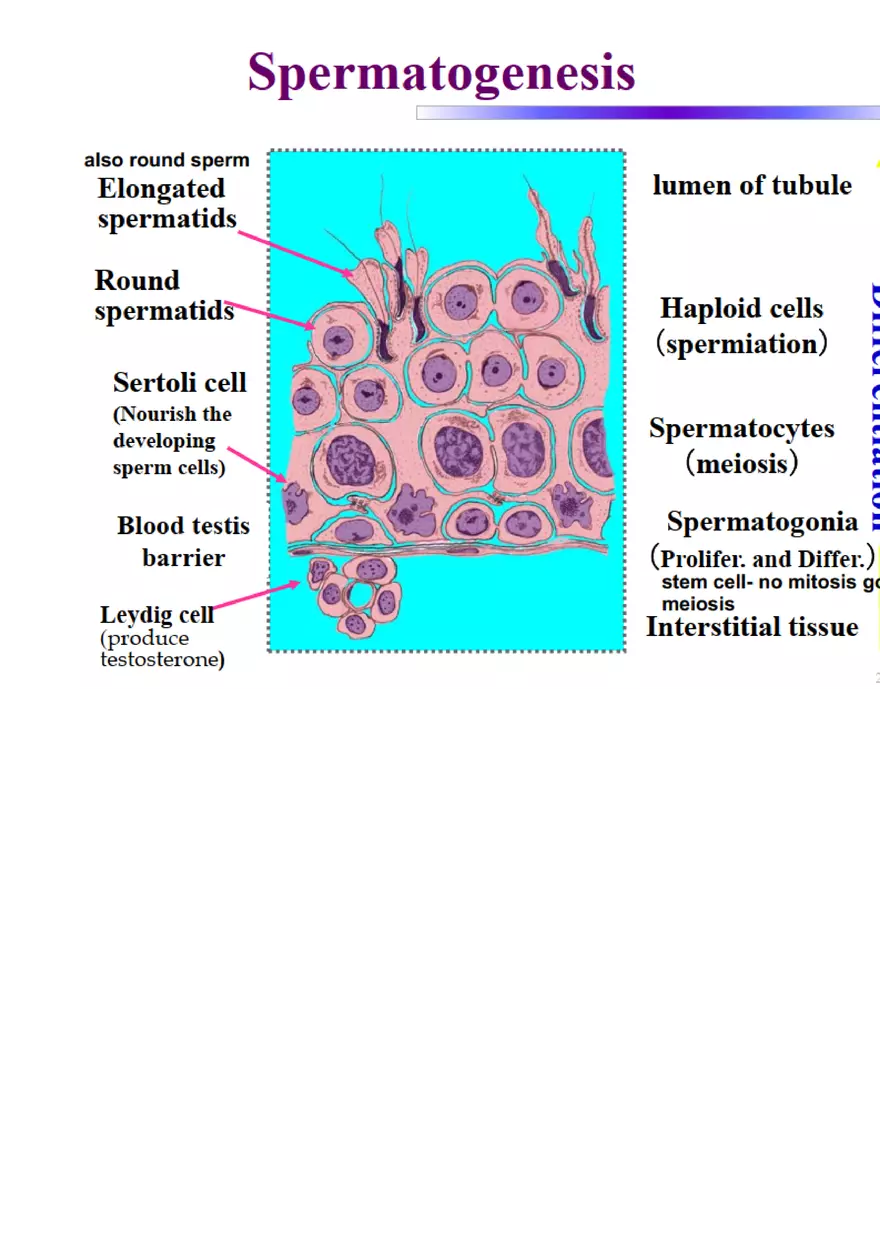 Final Stem Cell - Page 5