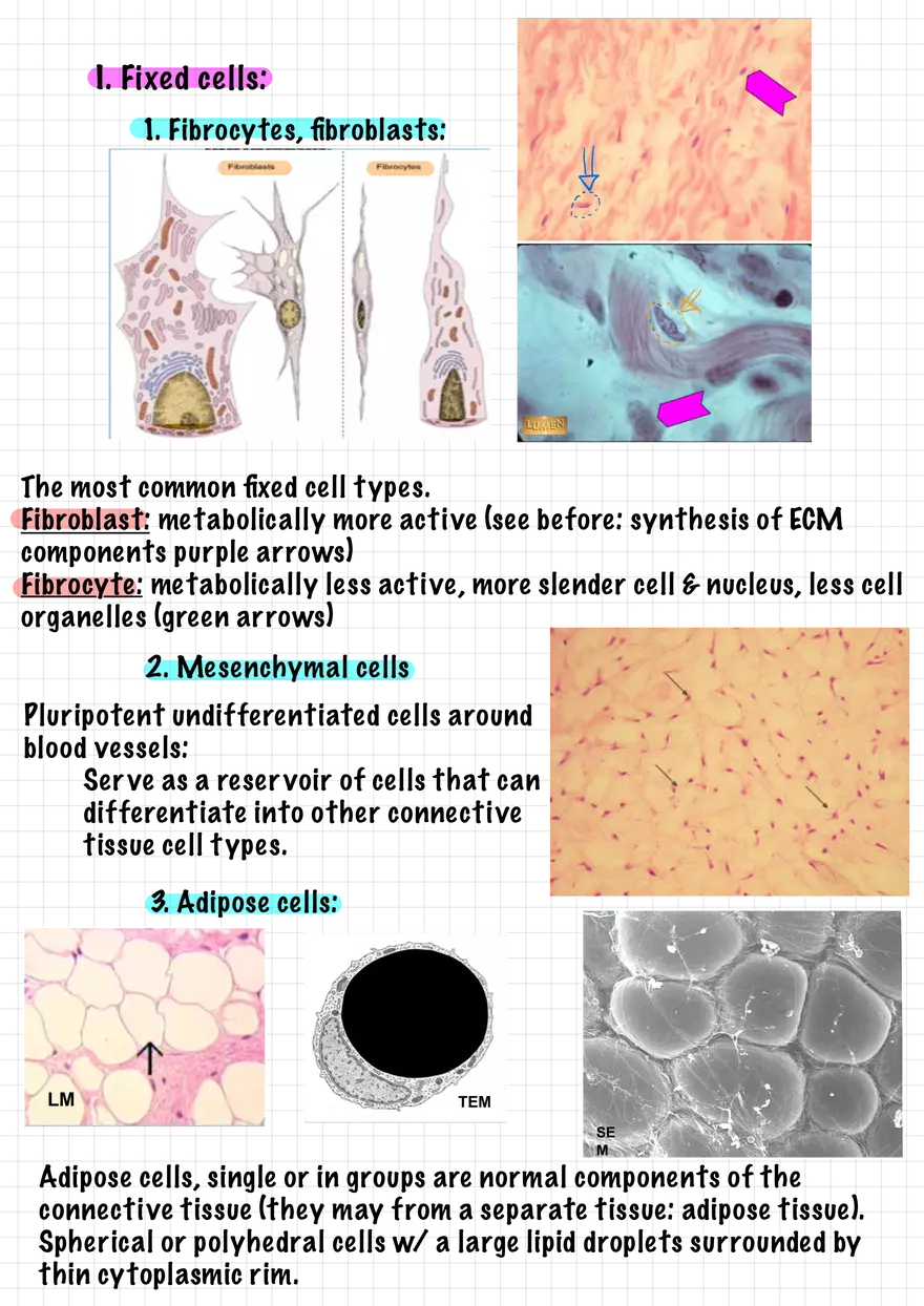 1.5. Epithelial Tissues - Page 7