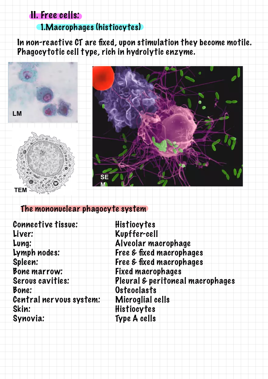 1.5. Epithelial Tissues - Page 8