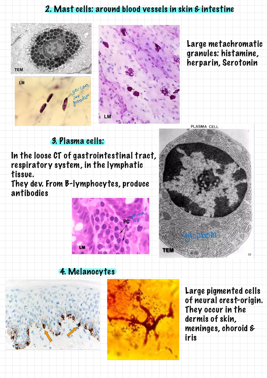 1.5. Epithelial Tissues - Page 9