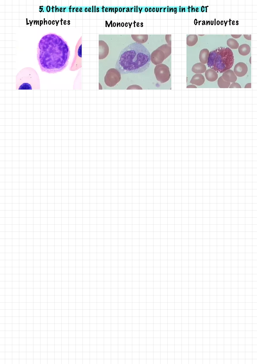 1.5. Epithelial Tissues - Page 10