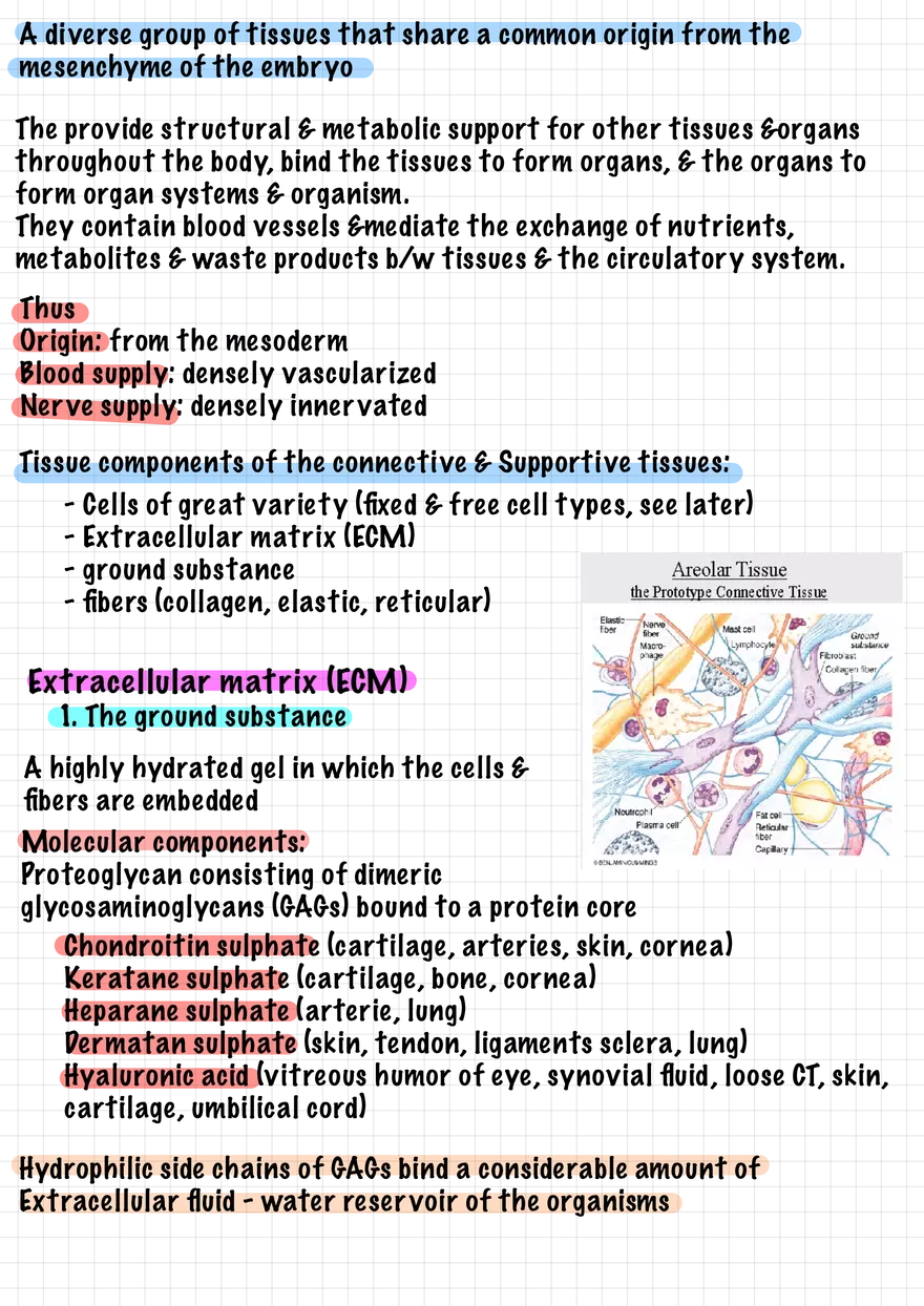 1.5. Epithelial Tissues - Page 2