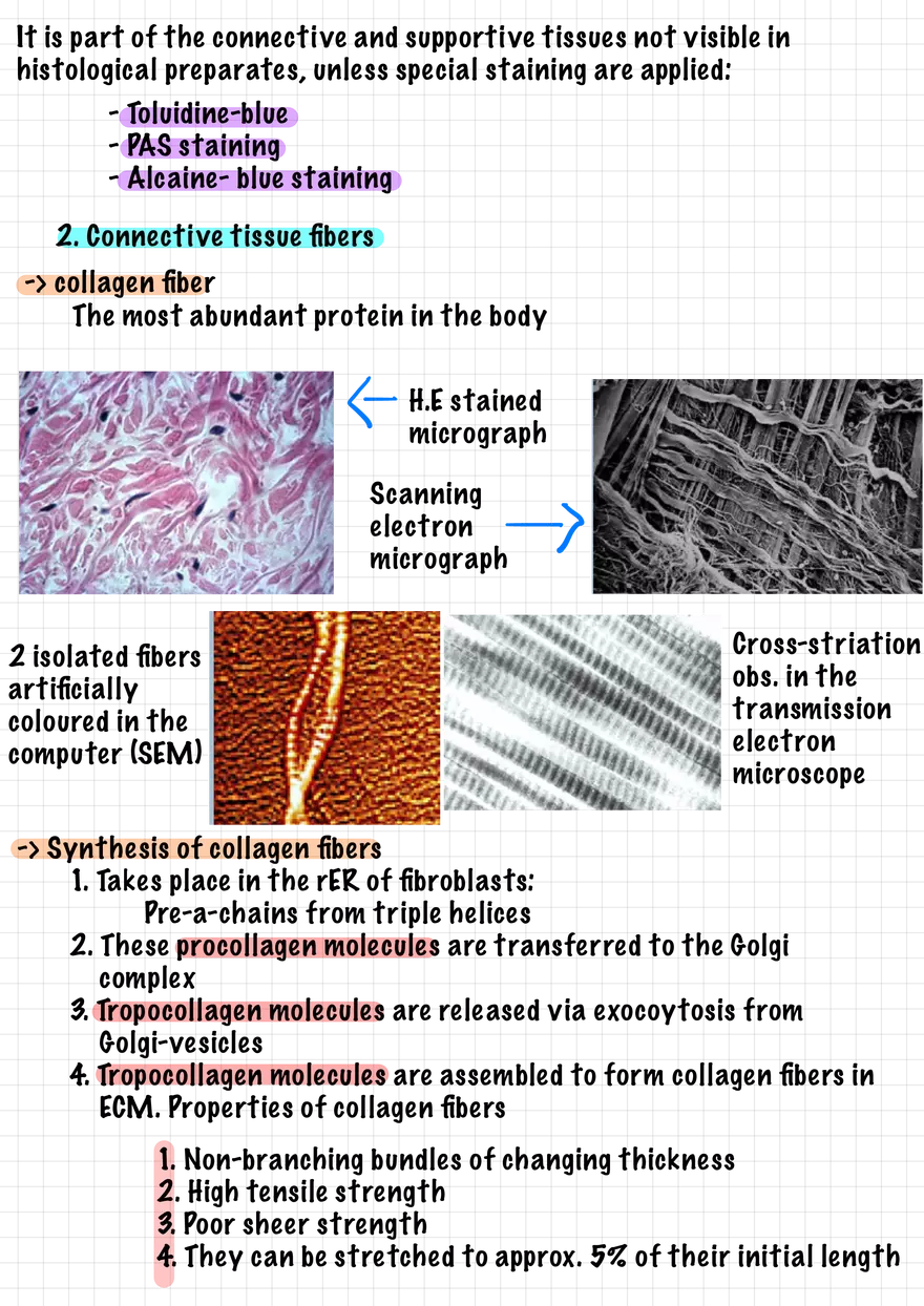 1.5. Epithelial Tissues - Page 3