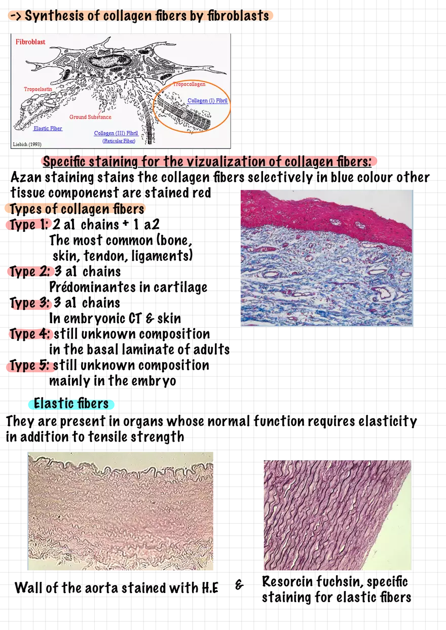 1.5. Epithelial Tissues - Page 4