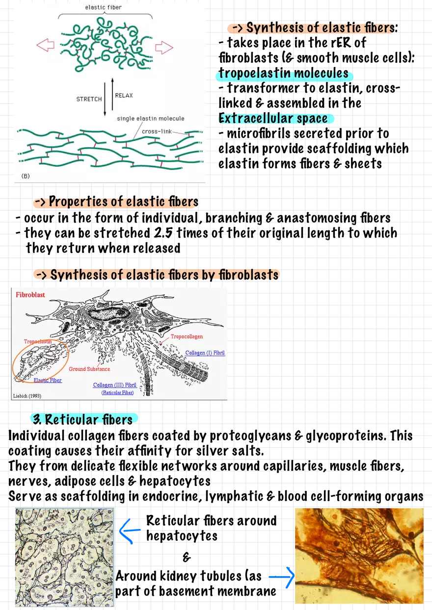 1.5. Epithelial Tissues - Page 5