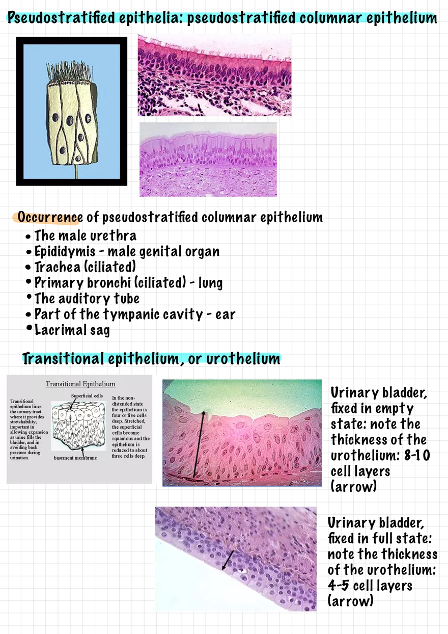 1.3 Connective and Supportive Tissues - Page 7