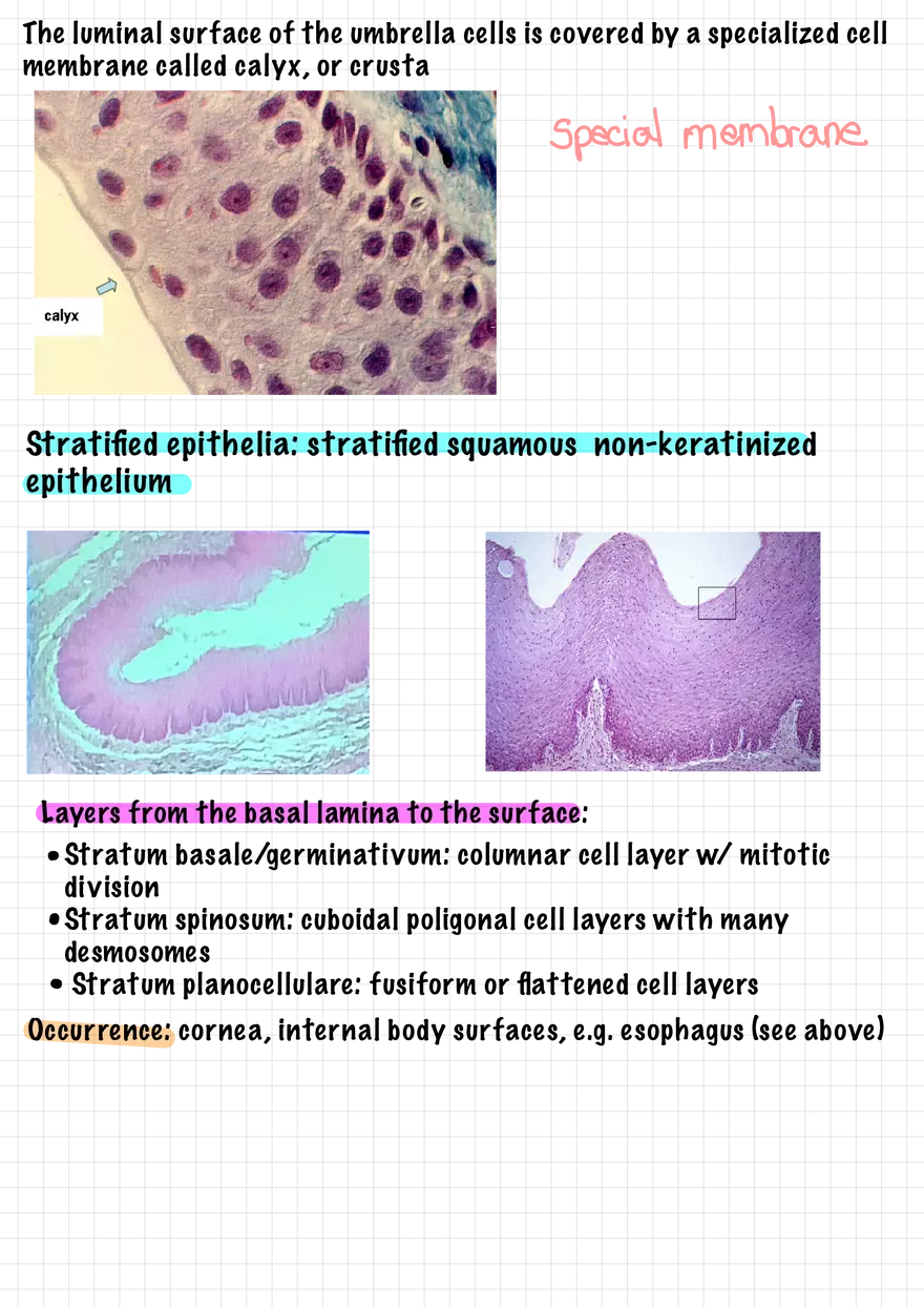 1.3 Connective and Supportive Tissues - Page 8