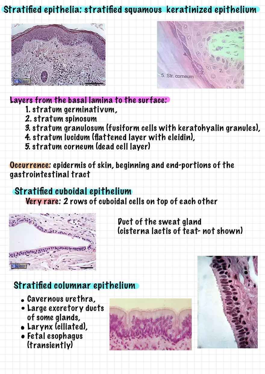 1.3 Connective and Supportive Tissues - Page 9
