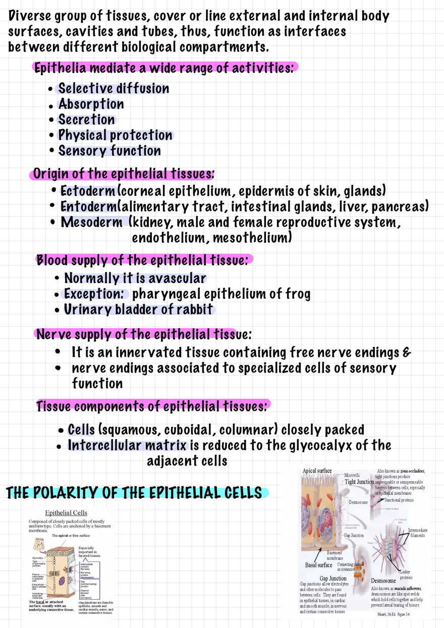 1.3 Connective and Supportive Tissues - Page 2