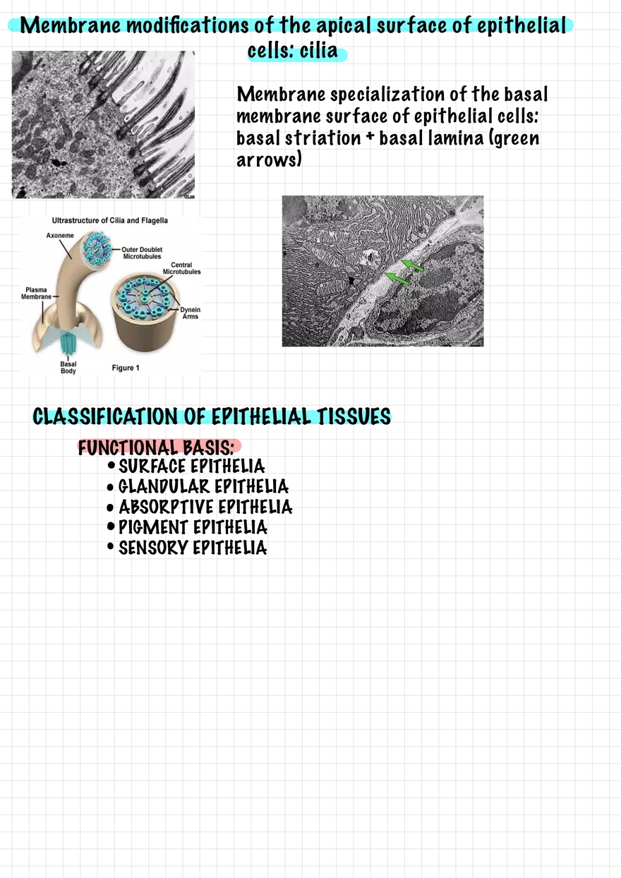 1.3 Connective and Supportive Tissues - Page 3