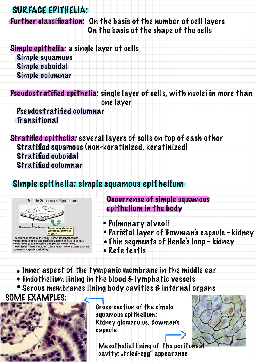 1.3 Connective and Supportive Tissues - Page 4