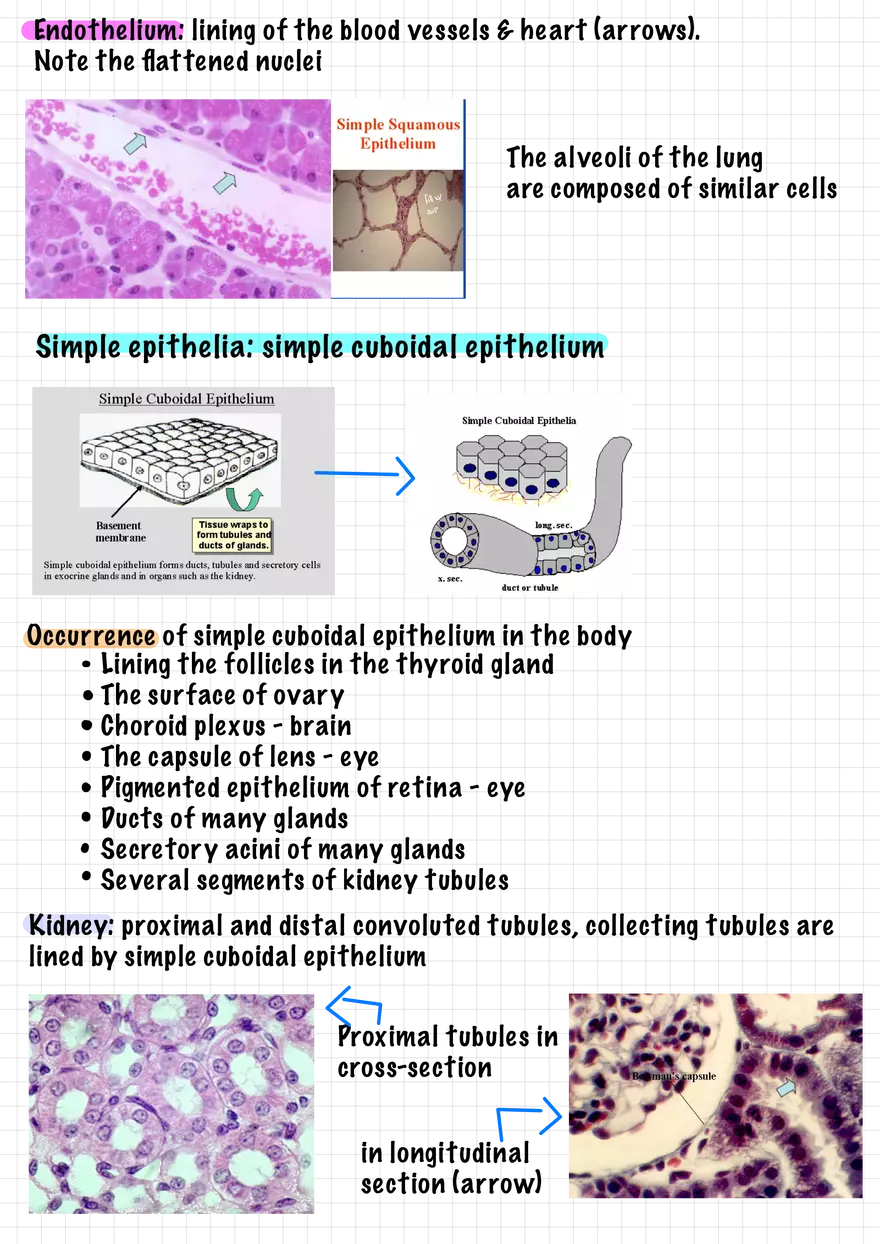 1.3 Connective and Supportive Tissues - Page 5