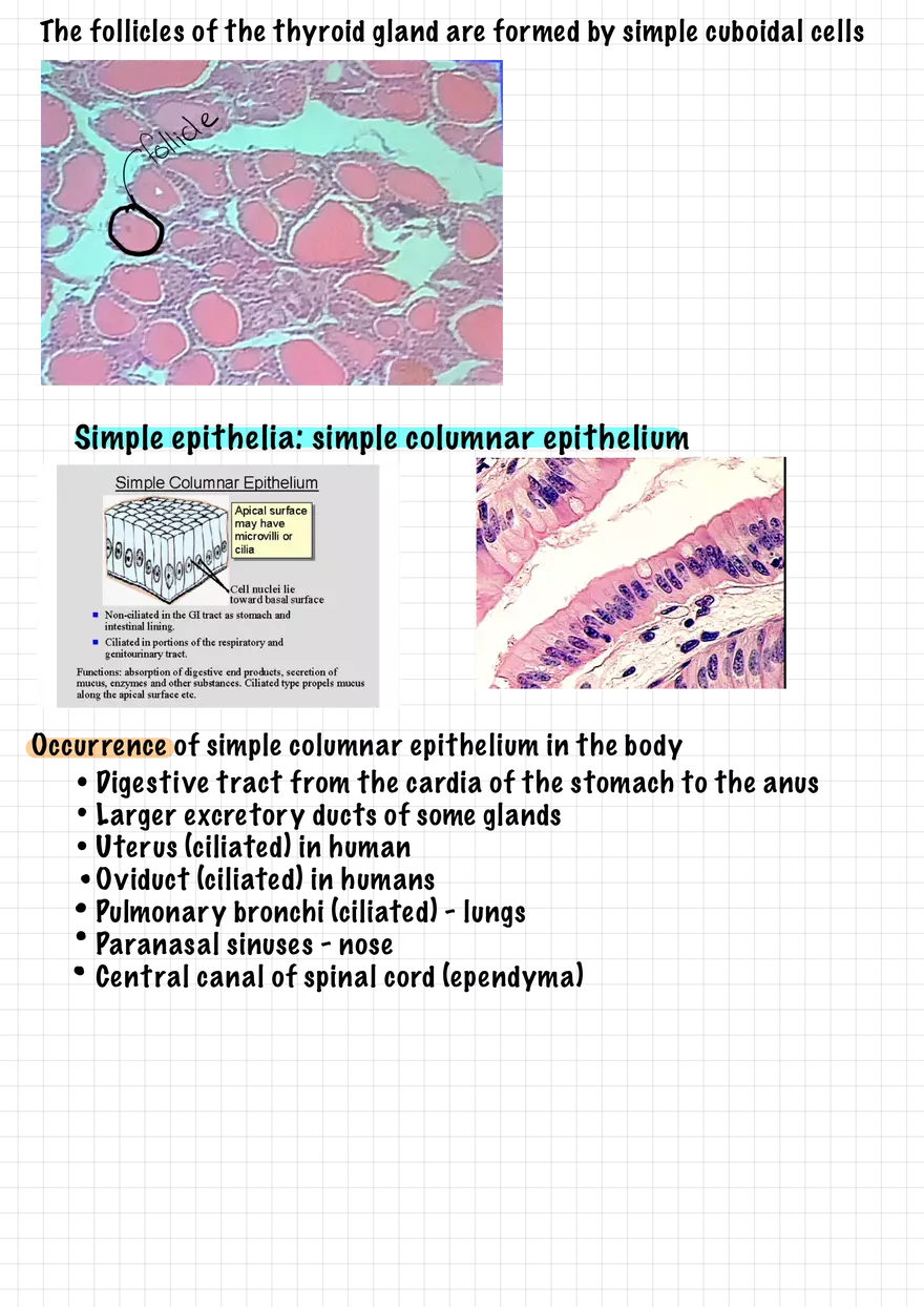 1.3 Connective and Supportive Tissues - Page 6