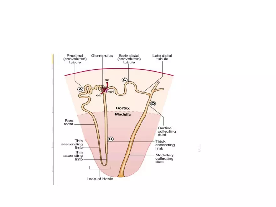 Introduction and Approach to Nephrology - Page 7