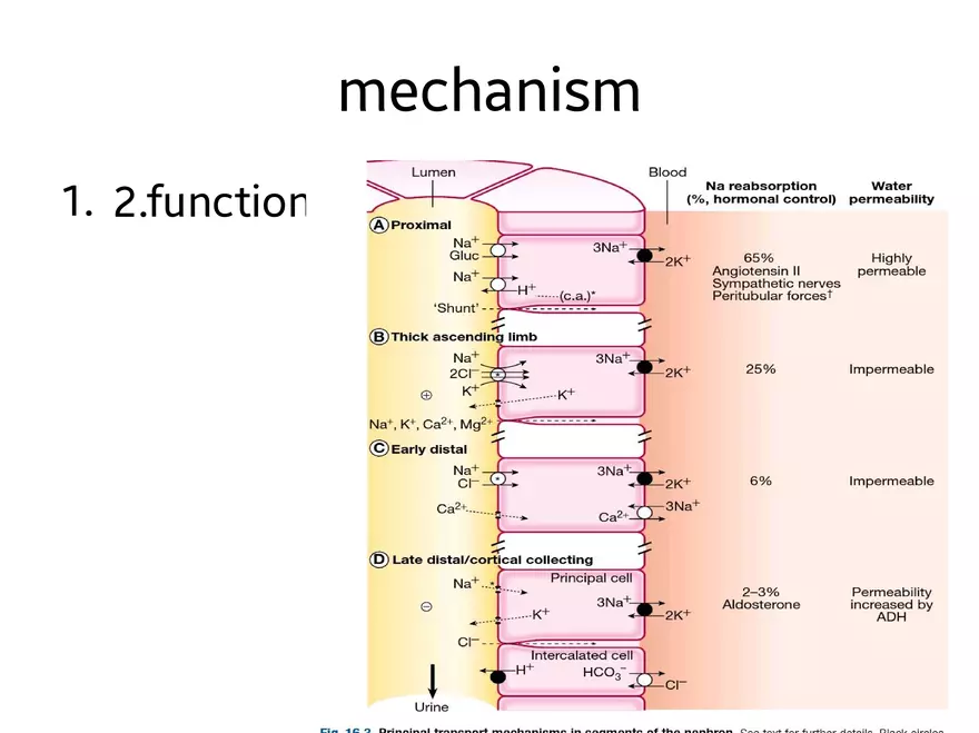 Introduction and Approach to Nephrology - Page 8