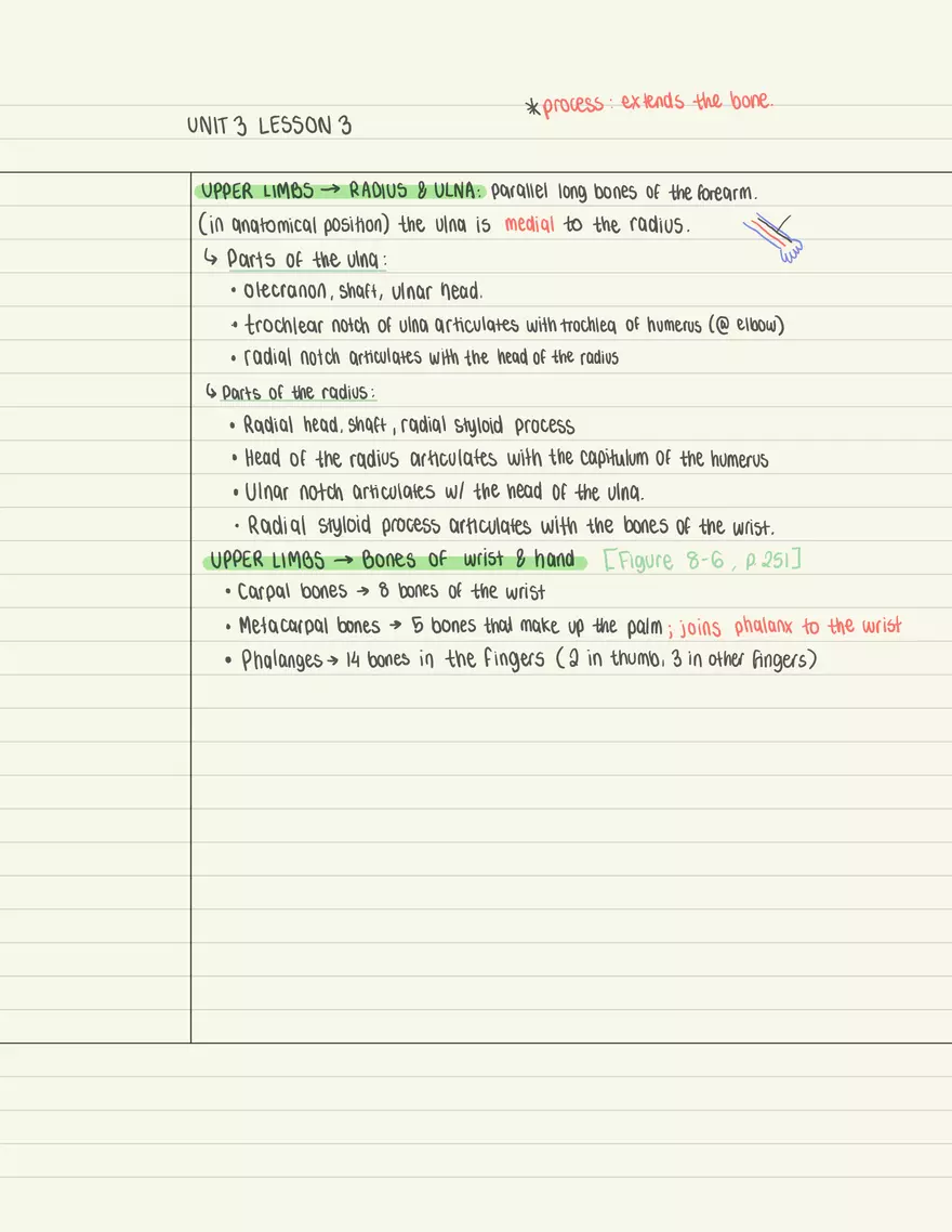 Appendicular Skeletal Limbs - Page 3