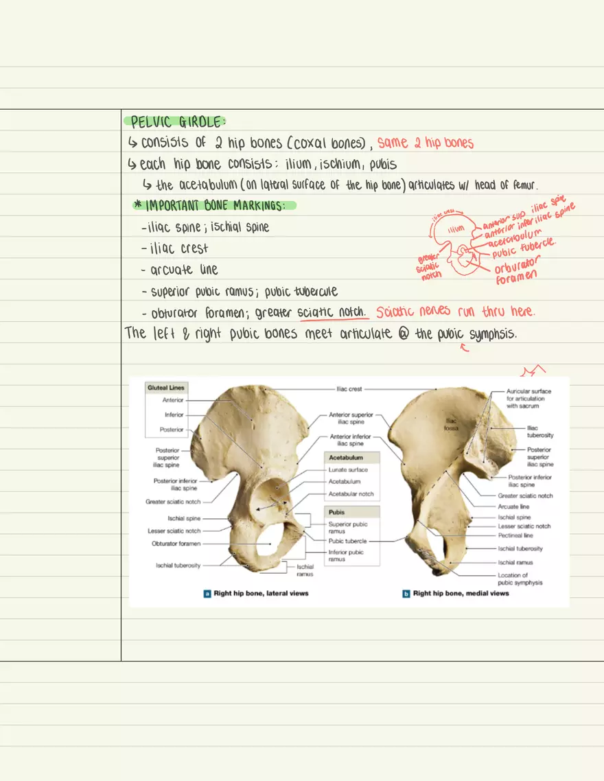 Appendicular Skeletal Limbs - Page 4