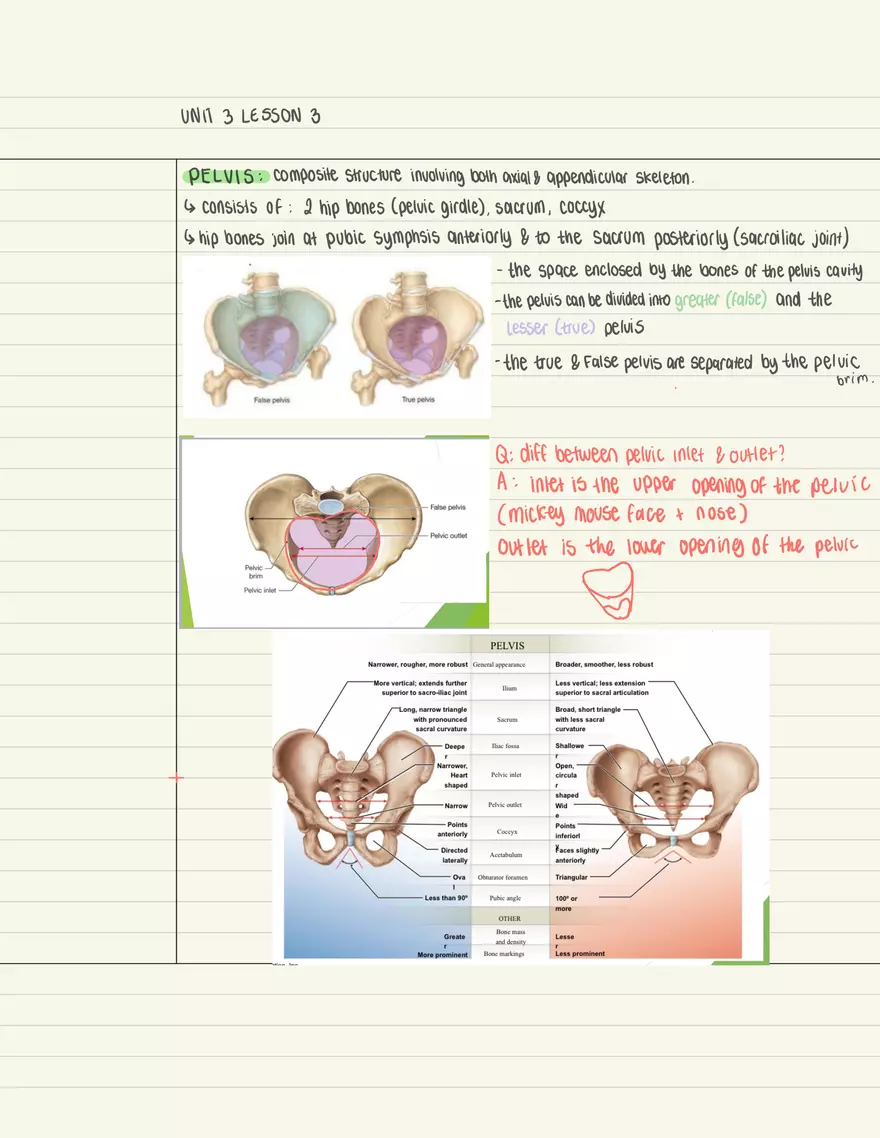 Appendicular Skeletal Limbs - Page 5