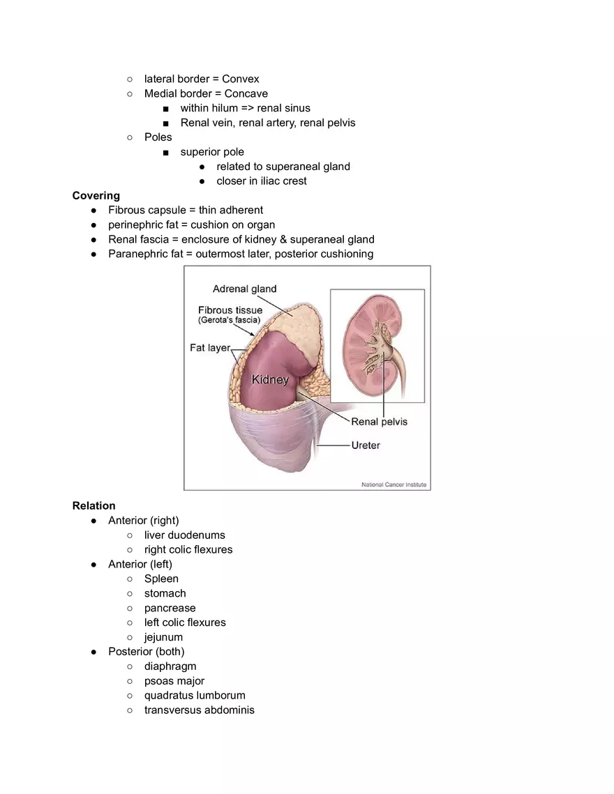 Kidney Function - Page 2